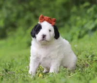 Dandelion, a female Portuguese Water Dog for sale in Bolivar, OH – Photo 2 of 7