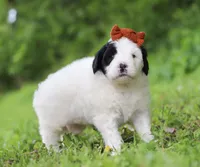 Dandelion, a female Portuguese Water Dog for sale in Bolivar, OH – Photo 6 of 7