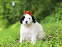 Dandelion, a female Portuguese Water Dog for sale in Bolivar, OH – Photo 7 of 7