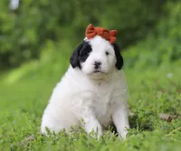 Dandelion, a female Portuguese Water Dog for sale in Bolivar, OH – Photo 1 of 7
