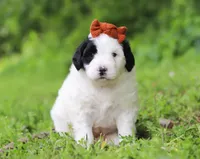Dandelion, a female Portuguese Water Dog for sale in Bolivar, OH – Photo 4 of 7