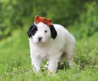 Dandelion, a female Portuguese Water Dog for sale in Bolivar, OH – Photo 5 of 7