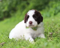 Doby, a male Portuguese Water Dog for sale in Bolivar, OH – Photo 5 of 5