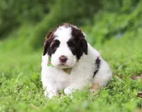 Doby, a male Portuguese Water Dog for sale in Bolivar, OH – Photo 3 of 5