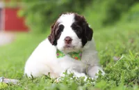 Doby, a male Portuguese Water Dog for sale in Bolivar, OH – Photo 2 of 5