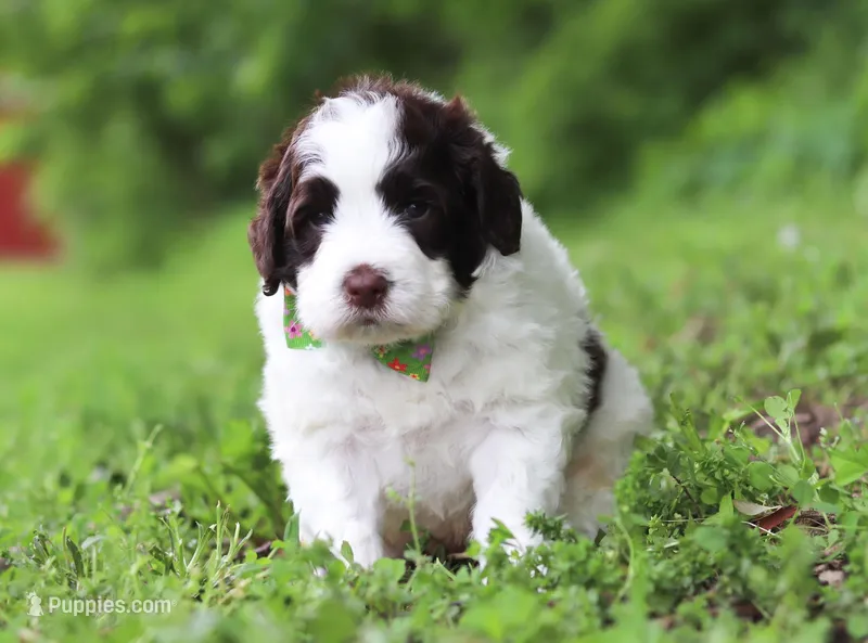 Doby, a male Portuguese Water Dog for sale in Bolivar, OH – Photo 1 of 5