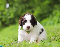 Doby, a male Portuguese Water Dog for sale in Bolivar, OH – Photo 4 of 5