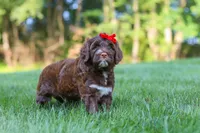 Breeze, a female Portuguese Water Dog for sale in Bolivar, OH – 5 of 6