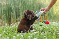 Nora, a female Portuguese Water Dog for sale in Bolivar, OH – 8 of 9