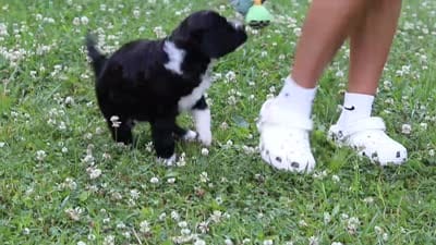 Grace, a female Portuguese Water Dog for sale in Bolivar, OH – 7 of 7