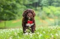 Buddy, a male Portuguese Water Dog for sale in Bolivar, OH – 5 of 8