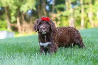 Breeze, a female Portuguese Water Dog for sale in Bolivar, OH – 3 of 6