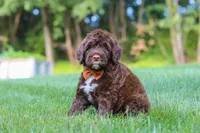Dax, a male Portuguese Water Dog for sale in Bolivar, OH – 5 of 7