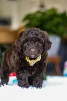 Donut, a male Portuguese Water Dog for sale in Bolivar, OH – Photo 9 of 10