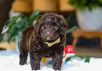 Donut, a male Portuguese Water Dog for sale in Bolivar, OH – Photo 5 of 10