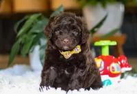 Donut, a male Portuguese Water Dog for sale in Bolivar, OH – Photo 6 of 10