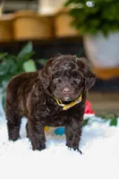 Donut, a male Portuguese Water Dog for sale in Bolivar, OH – Photo 2 of 10
