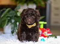 Donut, a male Portuguese Water Dog for sale in Bolivar, OH – Photo 4 of 10