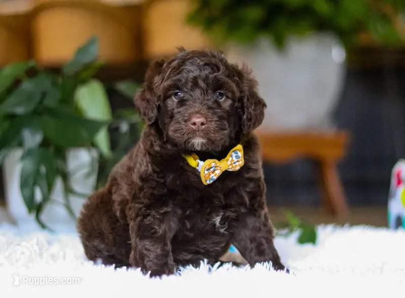 Donut, a male Portuguese Water Dog for sale in Bolivar, OH – Photo 1 of 10