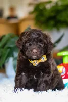 Donut, a male Portuguese Water Dog for sale in Bolivar, OH – Photo 7 of 10