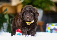 Donut, a male Portuguese Water Dog for sale in Bolivar, OH – Photo 8 of 10