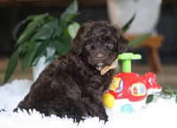 Donut, a male Portuguese Water Dog for sale in Bolivar, OH – Photo 10 of 10
