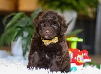 Donut, a male Portuguese Water Dog for sale in Bolivar, OH – Photo 3 of 10