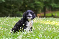 Beau, a male Portuguese Water Dog for sale in Bolivar, OH – 2 of 7