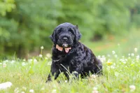 Reese, a female Portuguese Water Dog for sale in Bolivar, OH – 5 of 6
