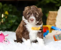 Donut, a male Portuguese Water Dog for sale in Bolivar, OH – Photo 3 of 6