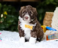 Donut, a male Portuguese Water Dog for sale in Bolivar, OH – Photo 1 of 6