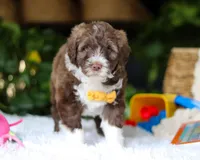 Donut, a male Portuguese Water Dog for sale in Bolivar, OH – Photo 2 of 6
