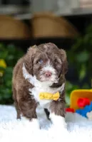 Donut, a male Portuguese Water Dog for sale in Bolivar, OH – Photo 5 of 6