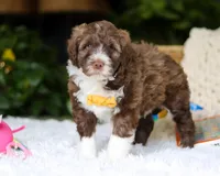 Donut, a male Portuguese Water Dog for sale in Bolivar, OH – Photo 4 of 6