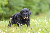 Reese, a female Portuguese Water Dog for sale in Bolivar, OH – 2 of 6