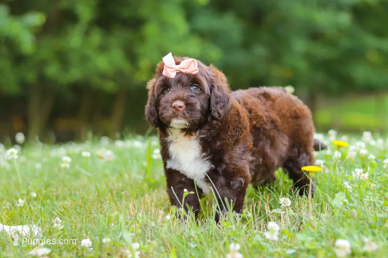Nora – Portuguese Water Dog puppy for sale in Bolivar, OH