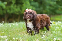 Nora, a female Portuguese Water Dog for sale in Bolivar, OH – 1 of 9