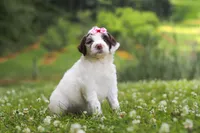 Rosie, a female Portuguese Water Dog for sale in Bolivar, OH – 3 of 7