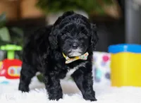 Disco, a male Portuguese Water Dog for sale in Bolivar, OH – Photo 4 of 5