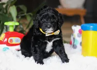 Disco, a male Portuguese Water Dog for sale in Bolivar, OH – Photo 2 of 5
