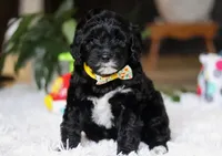 Disco, a male Portuguese Water Dog for sale in Bolivar, OH – Photo 1 of 5