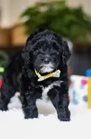 Disco, a male Portuguese Water Dog for sale in Bolivar, OH – Photo 5 of 5