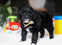 Disco, a male Portuguese Water Dog for sale in Bolivar, OH – Photo 3 of 5