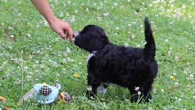 Beau, a male Portuguese Water Dog for sale in Bolivar, OH – 7 of 7