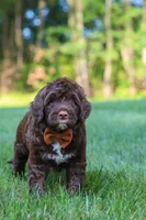 Dax, a male Portuguese Water Dog for sale in Bolivar, OH – 3 of 7