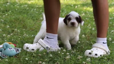 Rosie, a female Portuguese Water Dog for sale in Bolivar, OH – 7 of 7
