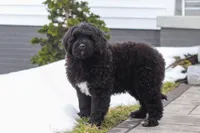 Carson, a male Portuguese Water Dog for sale in Bolivar, OH – Photo 1 of 9