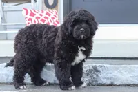 Carson, a male Portuguese Water Dog for sale in Bolivar, OH – Photo 5 of 9