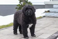 Carson, a male Portuguese Water Dog for sale in Bolivar, OH – Photo 4 of 9