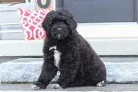 Carson, a male Portuguese Water Dog for sale in Bolivar, OH – Photo 7 of 9